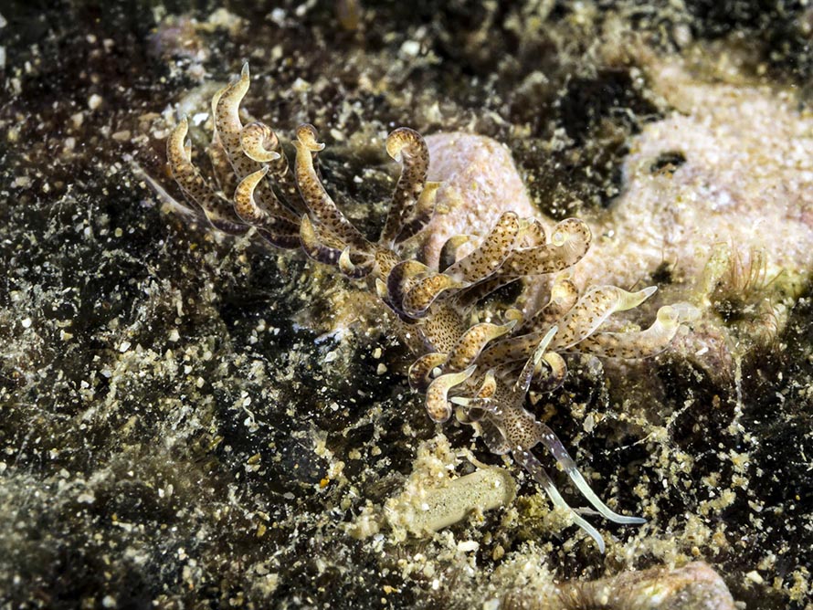 Phyllodesmium macphersonae